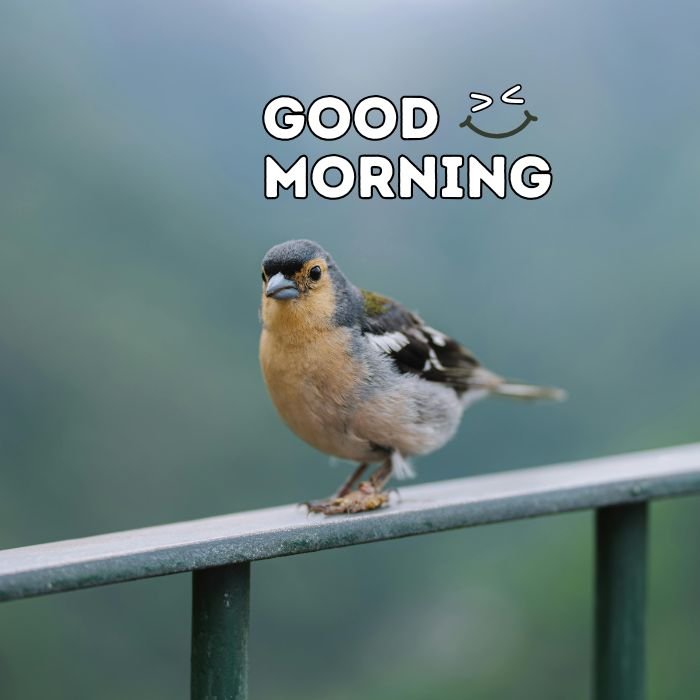 good morning birds images nice 4k full