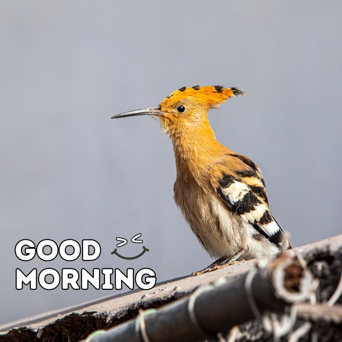 good morning birds images nice 4k