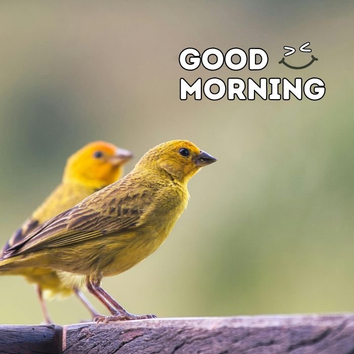 good morning birds images nice 5d full