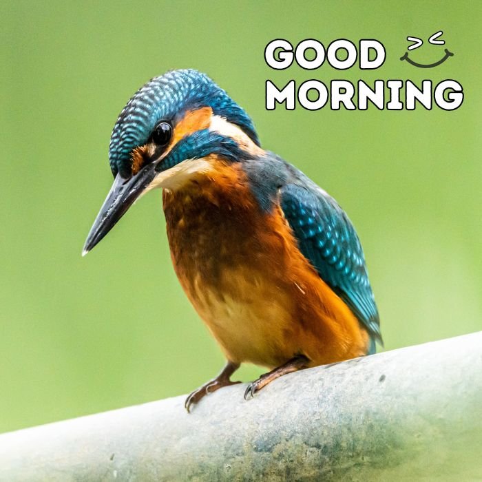 good morning birds images nice 5d