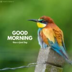 good morning birds images nice 5k full