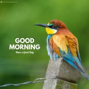 good morning birds images nice 5k full