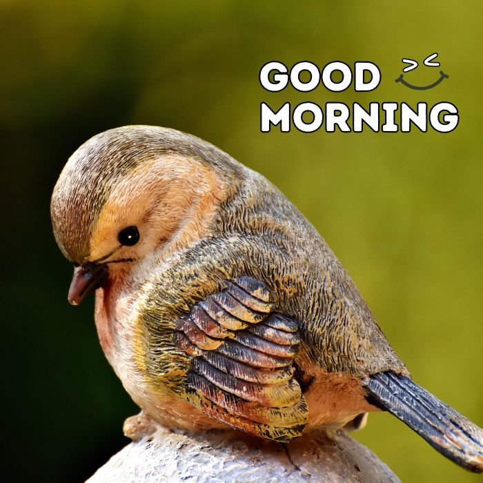 good morning birds images nice 5k
