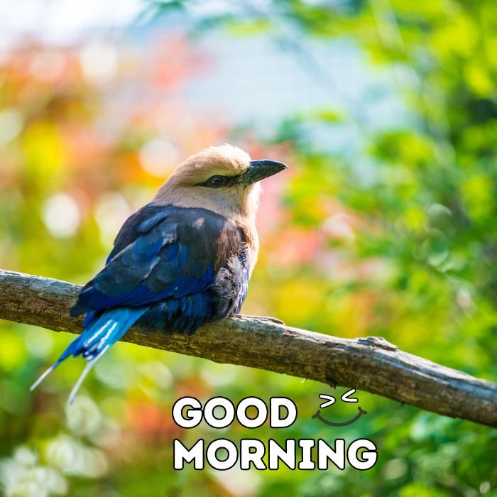 good morning birds images nice hd