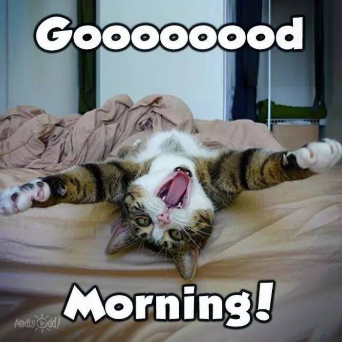 good morning cat images 3d