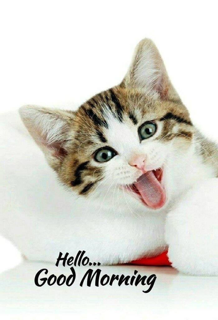 good morning cat images 3k full