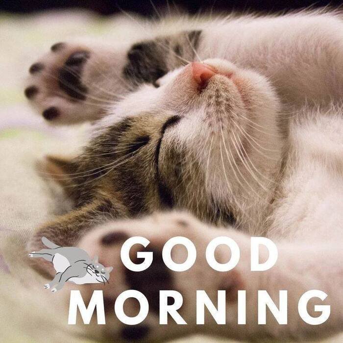 good morning cat images 4d