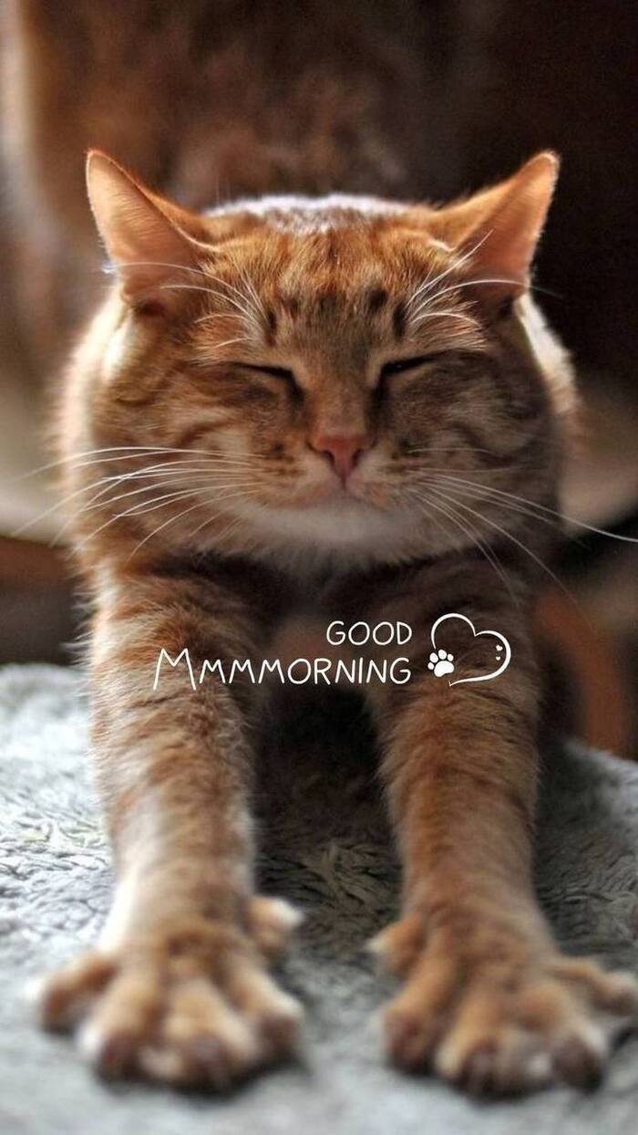 good morning cat images 4k