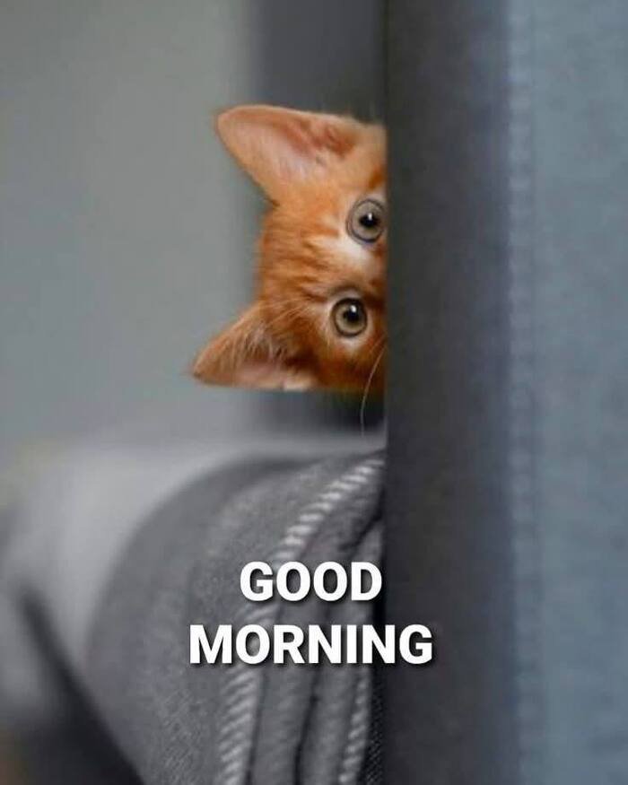 good morning cat images 5d full