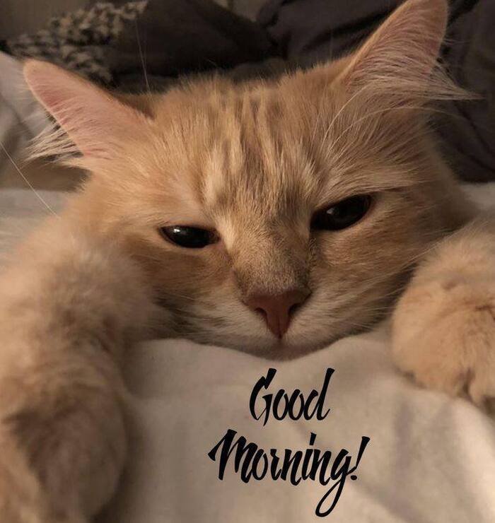 good morning cat images hd