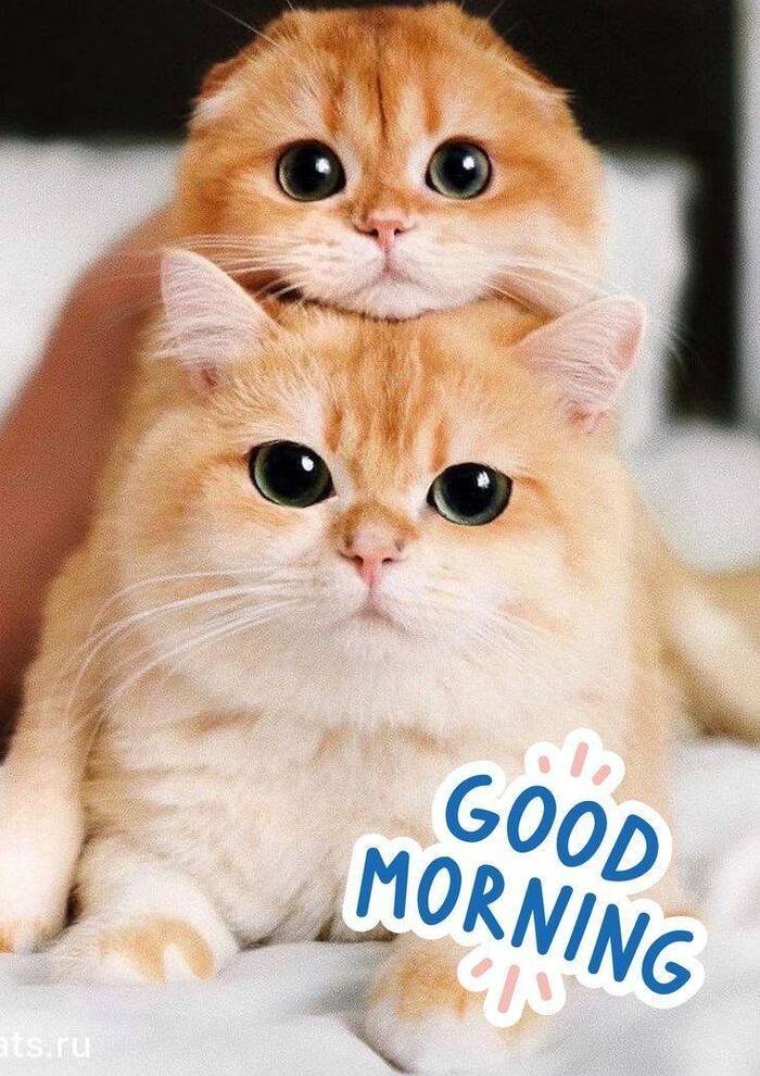 good morning cat images nice 3k full