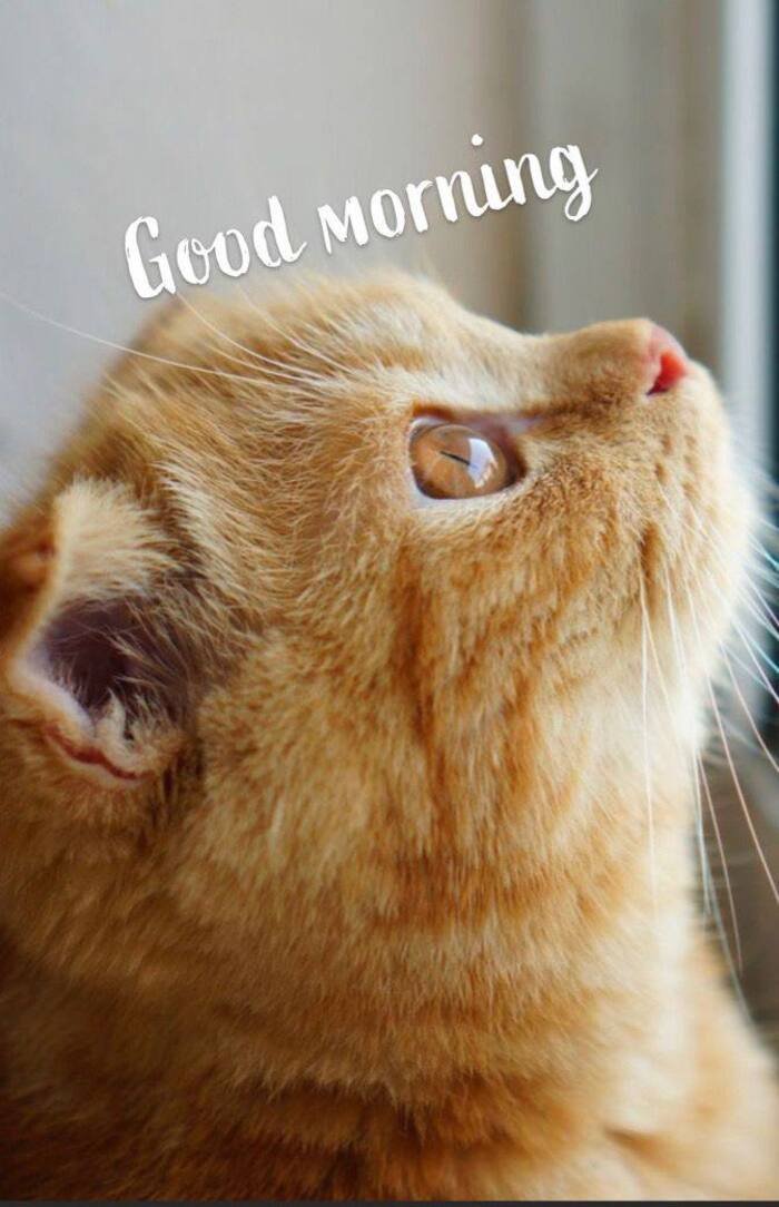 good morning cat images nice 3k