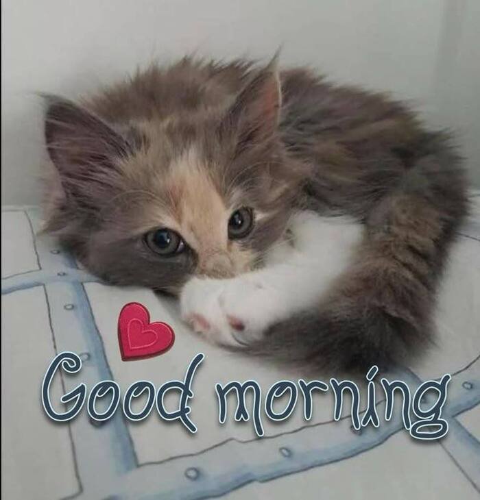 good morning cat images nice 4k full
