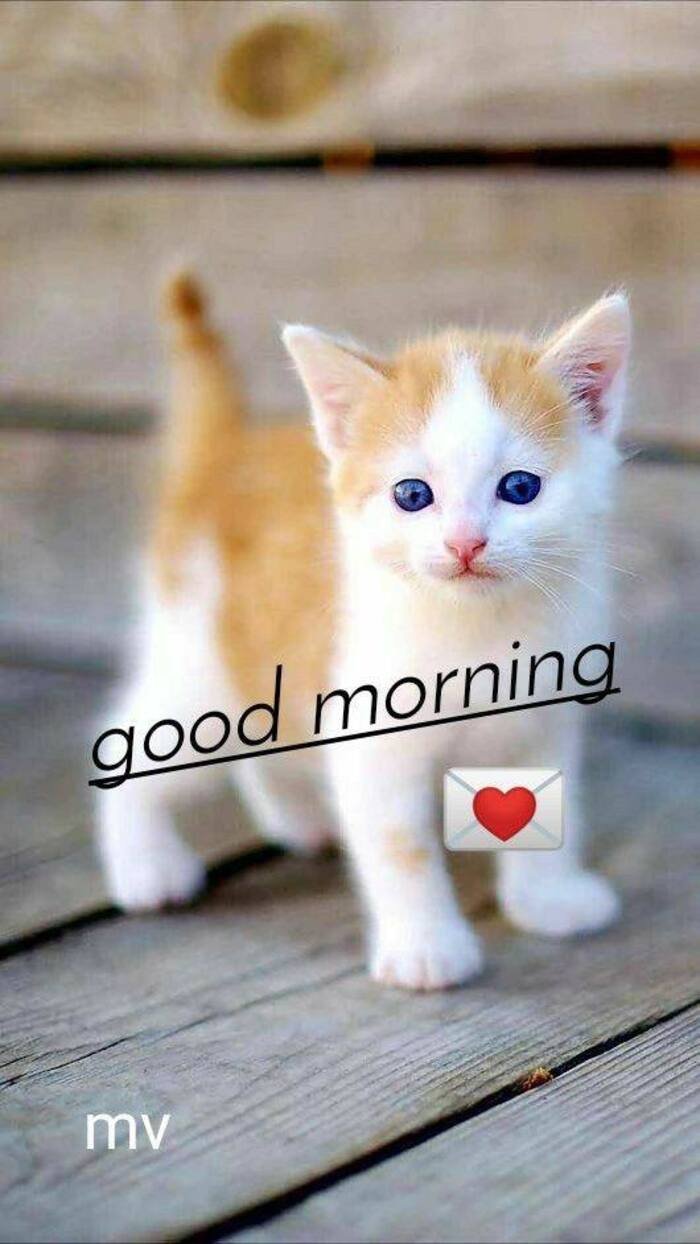 good morning cat images nice 5k full