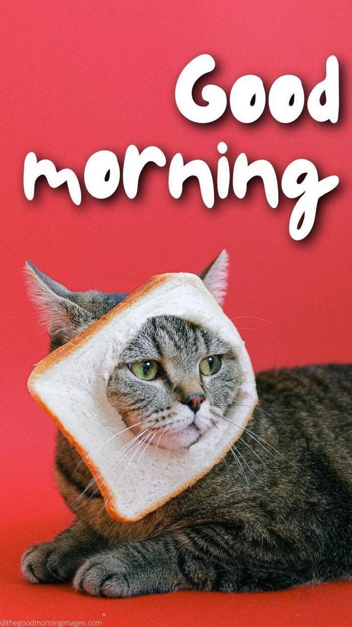 good morning cat images nice 5k