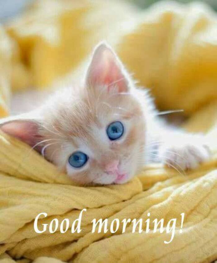 good morning cat images nice full hd