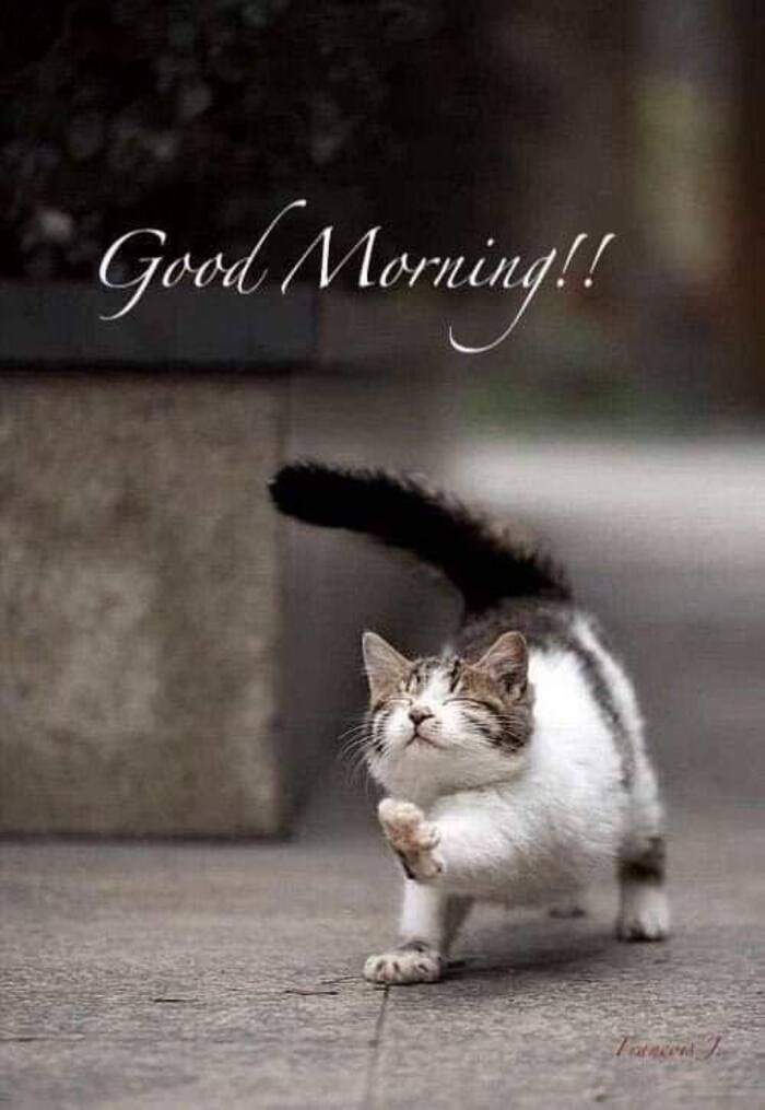 good morning cat images nice full