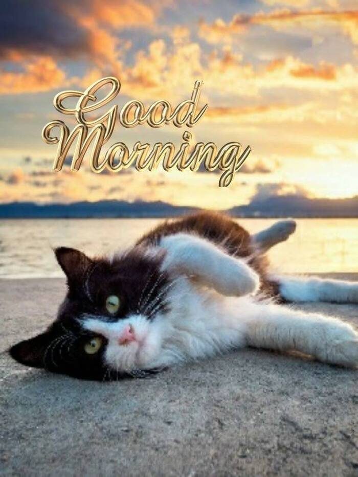 good morning cat images nice pretty full