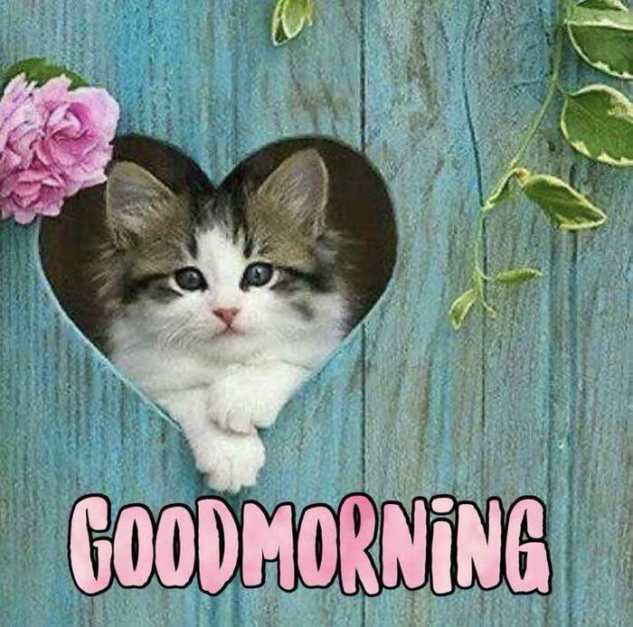 good morning cat images nice pretty hd