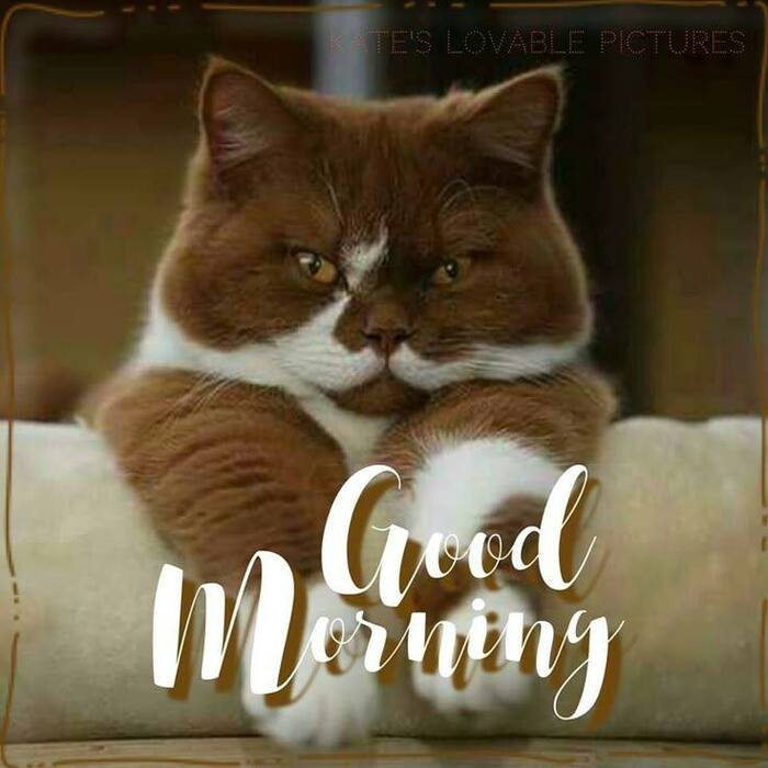good morning cat images nice pretty