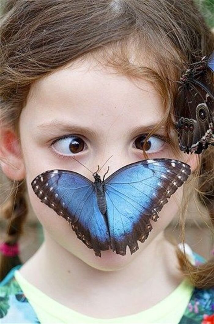 butterfly kisses images pinterest